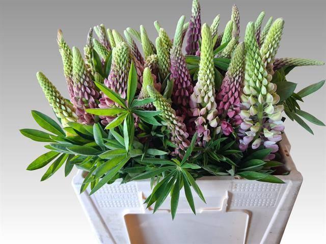<h4>LUPINUS</h4>