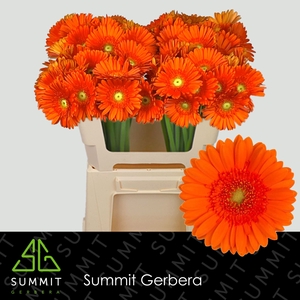 GERBERA MI 'HENRY'