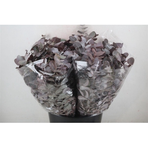 Euca Cinerea Short Red Abs 150gr P Bunch