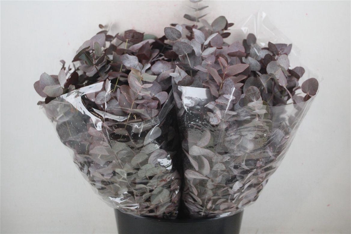 <h4>Euca Cinerea Short Red Abs 150gr P Bunch</h4>