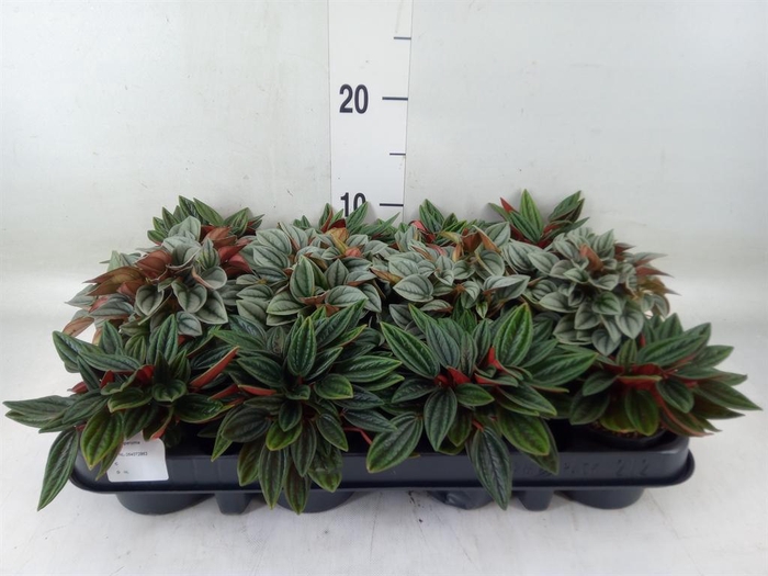<h4>Peperomia   ...mix</h4>