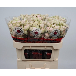 R TR SWEET BLOSSOMS