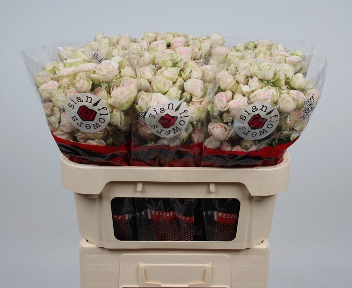 <h4>R TR SWEET BLOSSOMS</h4>