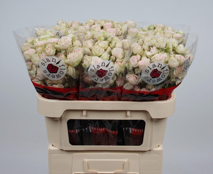 <h4>R TR SWEET BLOSSOMS</h4>