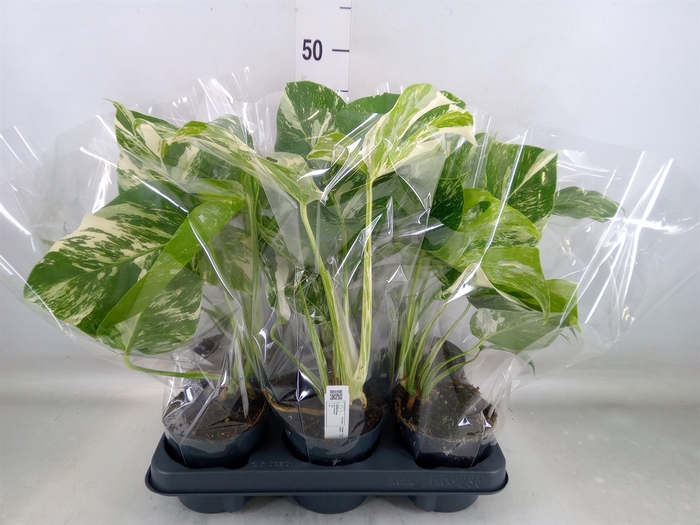 <h4>Monstera delic. 'Variegata'</h4>