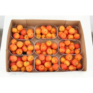 MALUS GARFIELD IN BOX