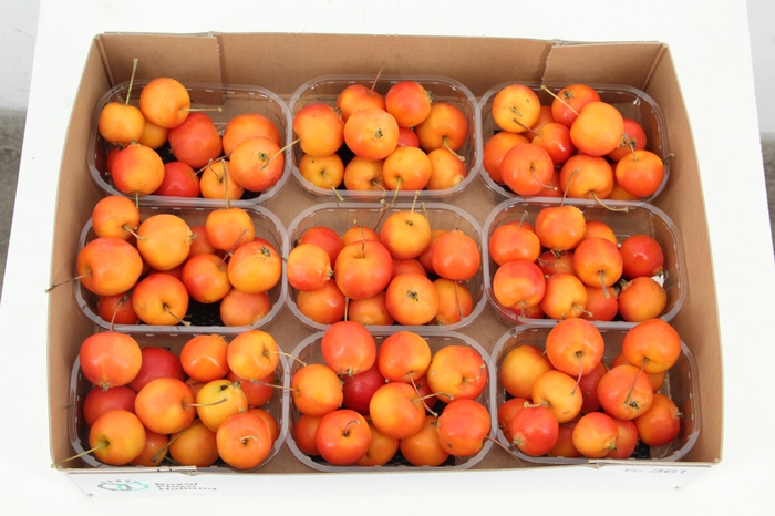 <h4>MALUS GARFIELD IN BOX</h4>