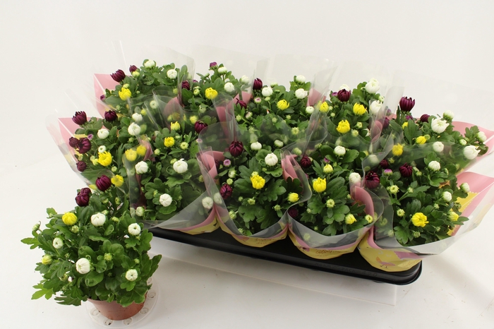 <h4>CHRYS GEM IN POT</h4>