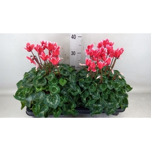 Cyclamen GR 'XL'