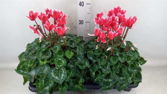 <h4>Cyclamen GR 'XL'</h4>