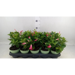 Mandevilla am. 'Sundav Red'