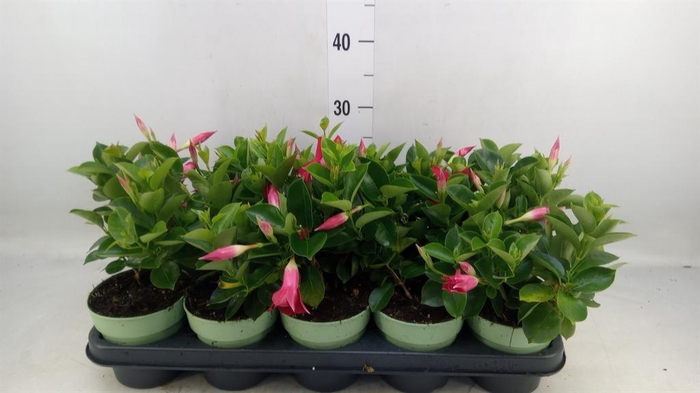 <h4>Mandevilla am. 'Sundav Red'</h4>