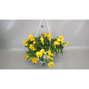 Viola wr. 'Cool Wave Golden Yellow'