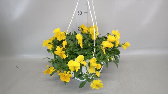 <h4>Viola wr. 'Cool Wave Golden Yellow'</h4>