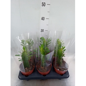 Euphorbia trigona