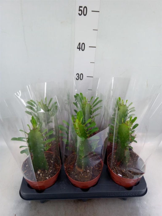 <h4>Euphorbia trigona</h4>