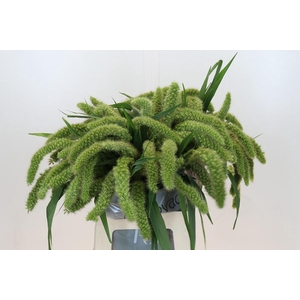 Setaria Italica Volle Melk