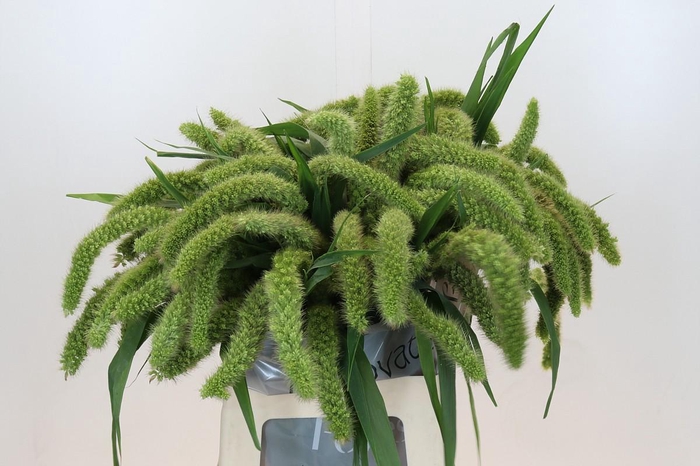 <h4>Setaria Italica Volle Melk</h4>