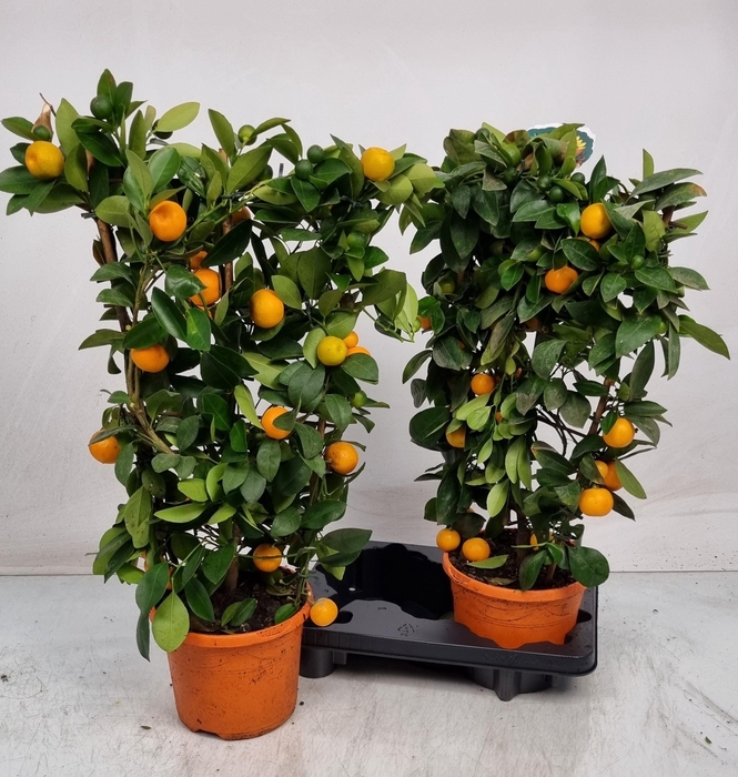 <h4>CITR MICROCARPA</h4>