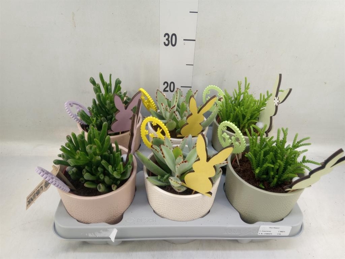 <h4>Arr.  Succulents L%</h4>