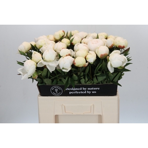 Paeonia Madame Claude Tain