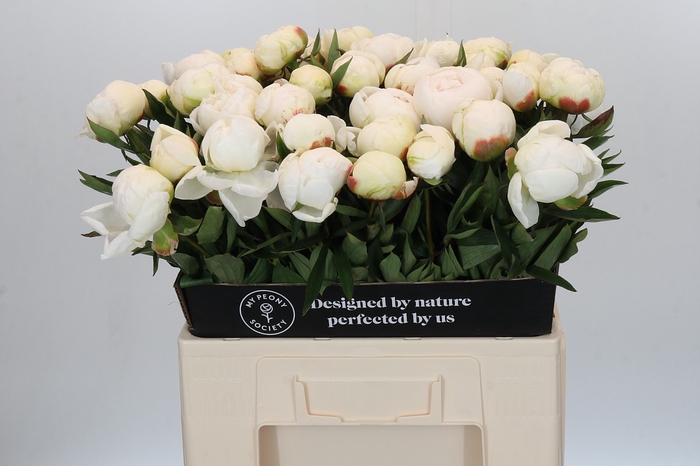 <h4>Paeonia Madame Claude Tain</h4>