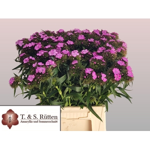 DI BARB B LICHTVIOLE