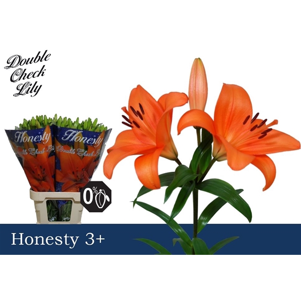 <h4>Li La Honesty 3+</h4>
