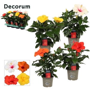 Hibiscus rosa-sin.   ...mix