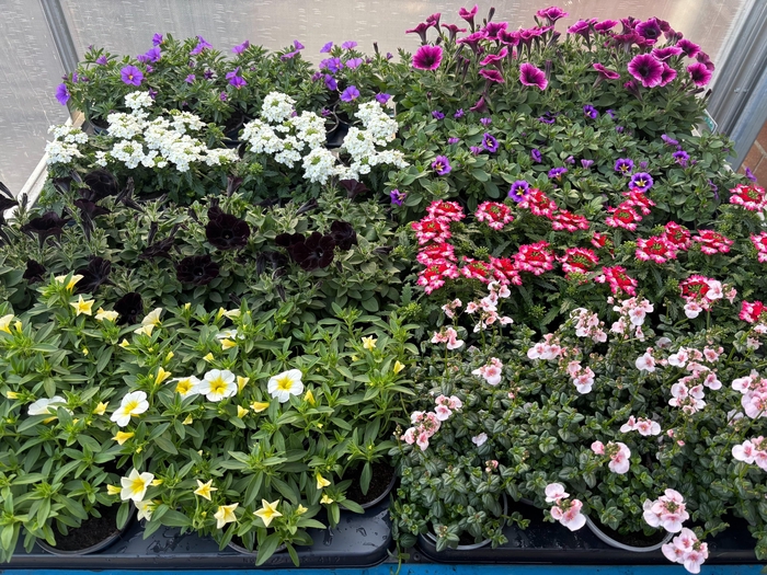 <h4>PERKPL MIXK</h4>