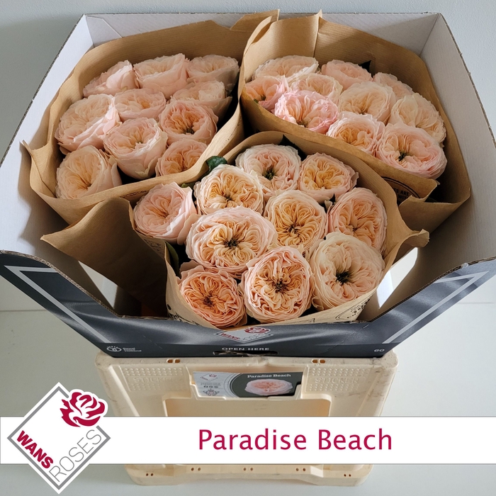 <h4>R KL PARADISE BEACH</h4>