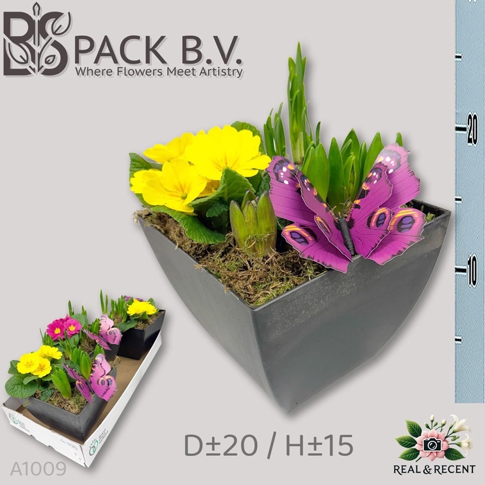 <h4>ARR BOL KNOLGEWAS</h4>