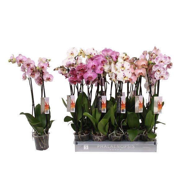 <h4>Phalaenopsis Specialty Mix (3-Spike)</h4>