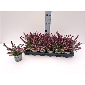 Eric Da Kramers Rote