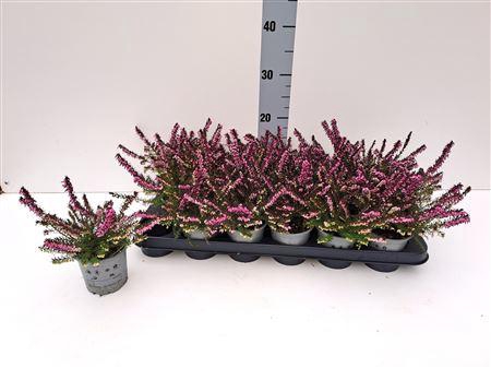 <h4>Eric Da Kramers Rote</h4>