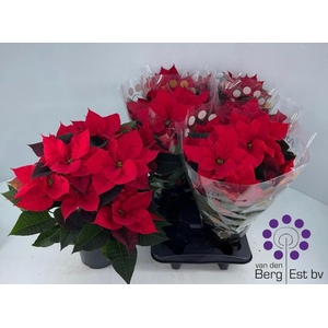 EUPHOR P CHR UNIVERS