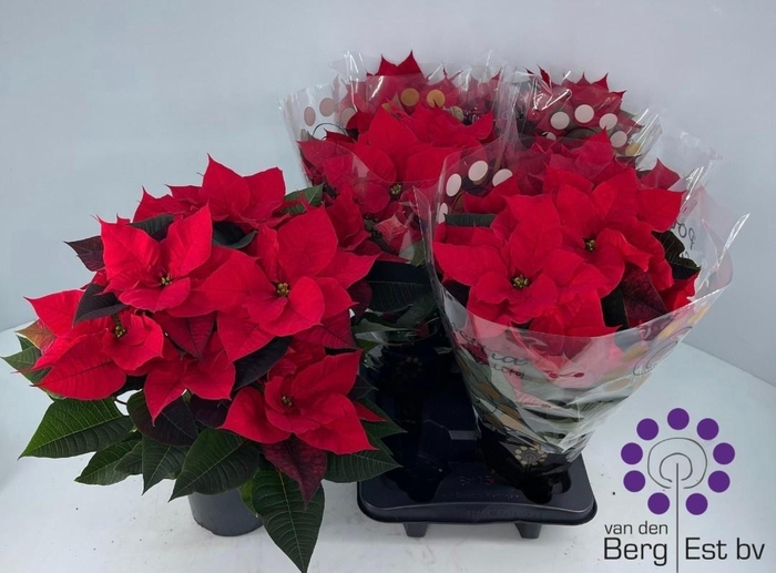 <h4>EUPHOR P CHR UNIVERS</h4>