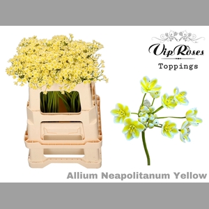 ALLIUM NEAPOLITANUM YELLOW L55cm