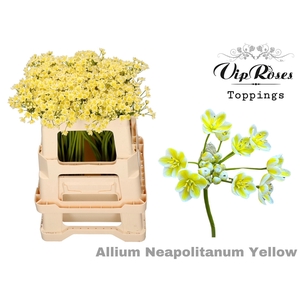 Allium Neapolitanum Yellow