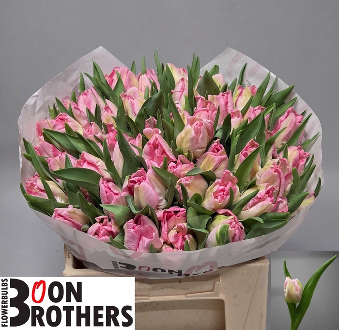 <h4>TU PA ZAMBESI</h4>