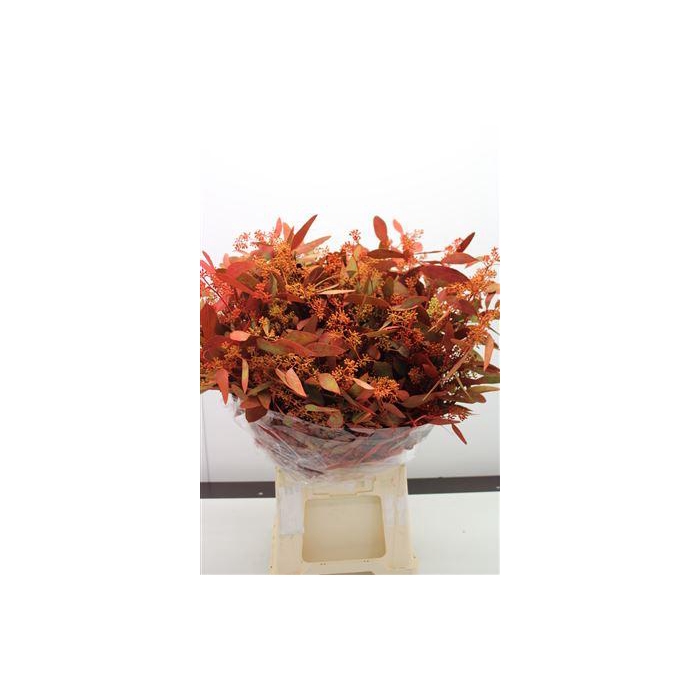 <h4>Euc Populus Bes Herfst</h4>