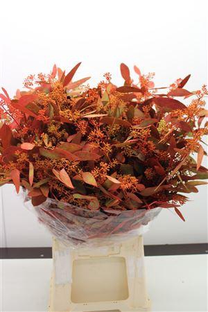 Euc Populus Bes Herfst