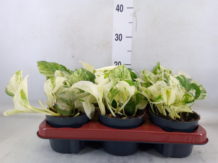 <h4>Epipremnum pinn. 'Happy Leaf'</h4>