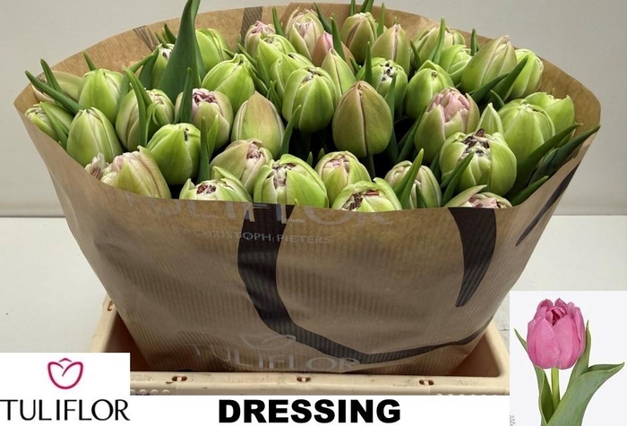 <h4>TU DU DRESSING</h4>
