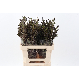 Coprosma Brown