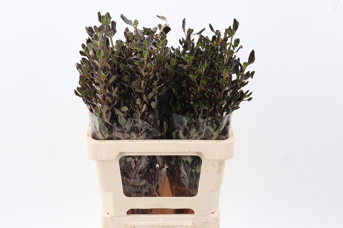 <h4>Coprosma Brown</h4>