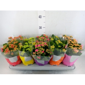 Kalanchoe blos. 'Perfecta'  ..mix 5
