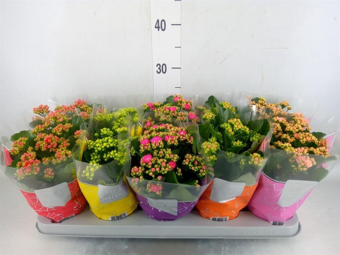 <h4>Kalanchoe blos. 'Perfecta'  ..mix 5</h4>