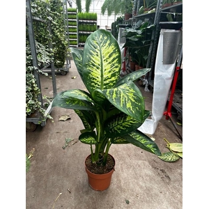 Dieffenbachia seguine Tropic Snow