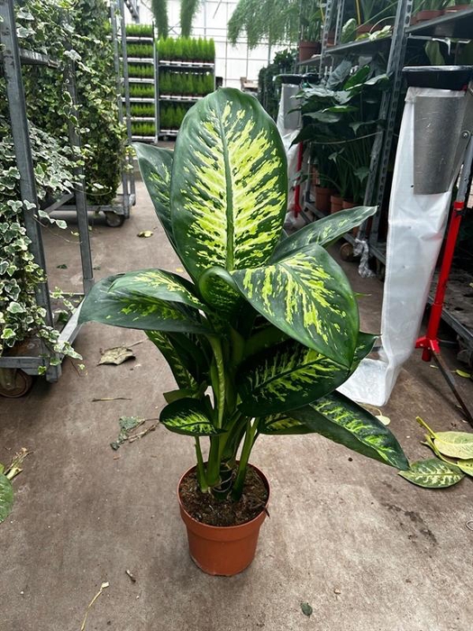 <h4>Dieffenbachia seguine Tropic Snow</h4>